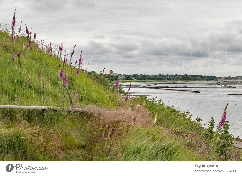 Am Nordseeufer Küste Fingerhut Rotblühender Fingerhut Nordseeküste Farbfoto Pflanze Blume Blüte Außenaufnahme Sommer Nahaufnahme Natur Menschenleer Wildpflanze