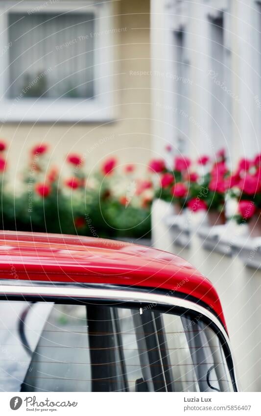 Rotes Auto am Straßenrand, farblich passende Balkonblumen Oldtimer rot Sommer Sommerzeit blühend Geranien PKW Fahrzeug retro Nostalgie alt Stil Autofenster