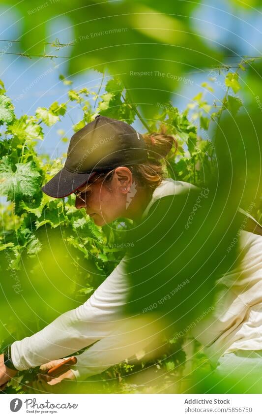 Winzer, der den Weinberg unter sonnigem Himmel pflegt Weingut Arbeiter Verschlussdeckel Blätter üppig (Wuchs) pflanzlich Weinbau hell Sonnenlicht Ackerbau