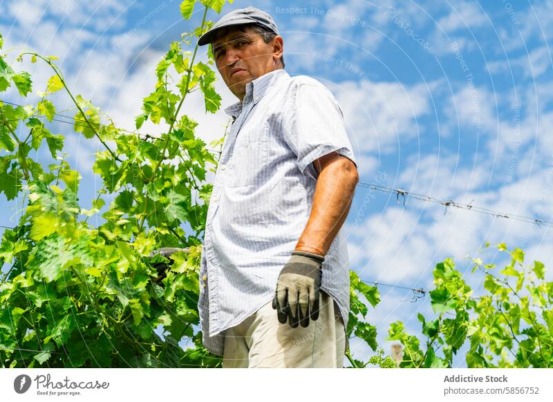 Weinbergsarbeiter bei der Pflege von Weinstöcken unter blauem Himmel Ackerbau Arbeiter Weinrebe Weingut Cloud Mann ländlich Natur Wehen Landwirtschaft Weinbau