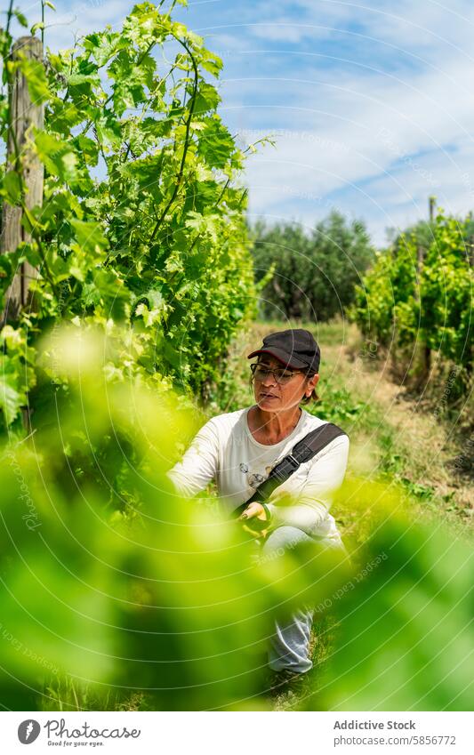 Traditioneller Weinbergsarbeiter bei der Pflege des Weinbergs Weinbau Weingut Arbeiter Weinrebe Beschneidung grün Blauer Himmel traditionell Bodenbearbeitung