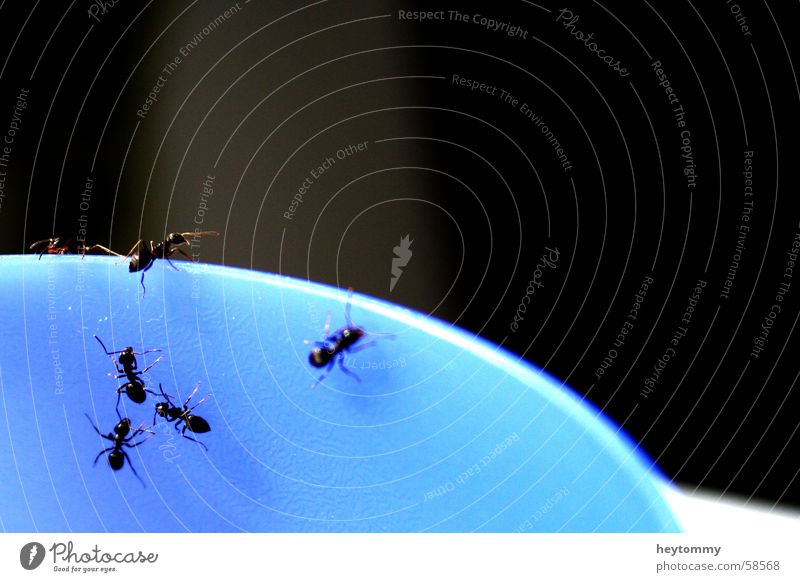 Das kleine Krabbeln I Ameise Becher Becherrand Insekt Am Rand Tier Klettern krabbeln wimmeln Makroaufnahme Detailaufnahme blau Gefäße Außenaufnahme