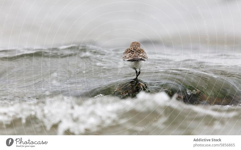 Watvogel balanciert auf einem Stein inmitten von Wellen, Kantabrien Watvögel Vogel Tierwelt Natur Spanien winken Wasser Strand Küste Küstenstreifen Umwelt