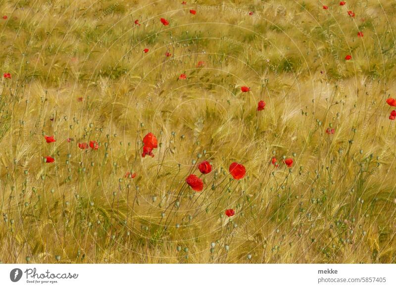 Viel Mohn im Kornfeld Feld Getreide Getreidefeld Blumenwiese Wildblumen Wiese Sommer Mohnblumen Blüten rot verteilt wild durcheinander Mohnblüte Klatschmohn