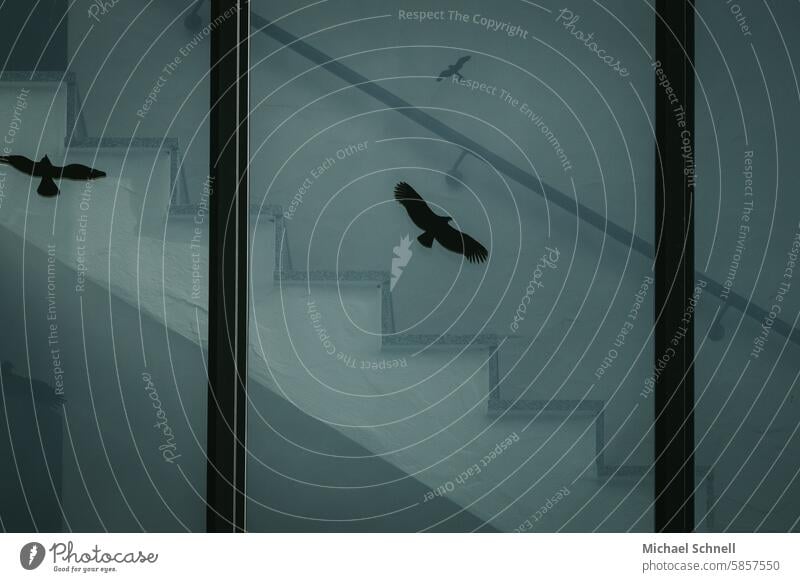 Schwarze Vögel Fensterscheiben Schutz vogelschutz Aufkleber Glas Markierung Unfallgefahr fliegen Kennzeichnung schwarz Silhouette Vogelschutz Vogelbild