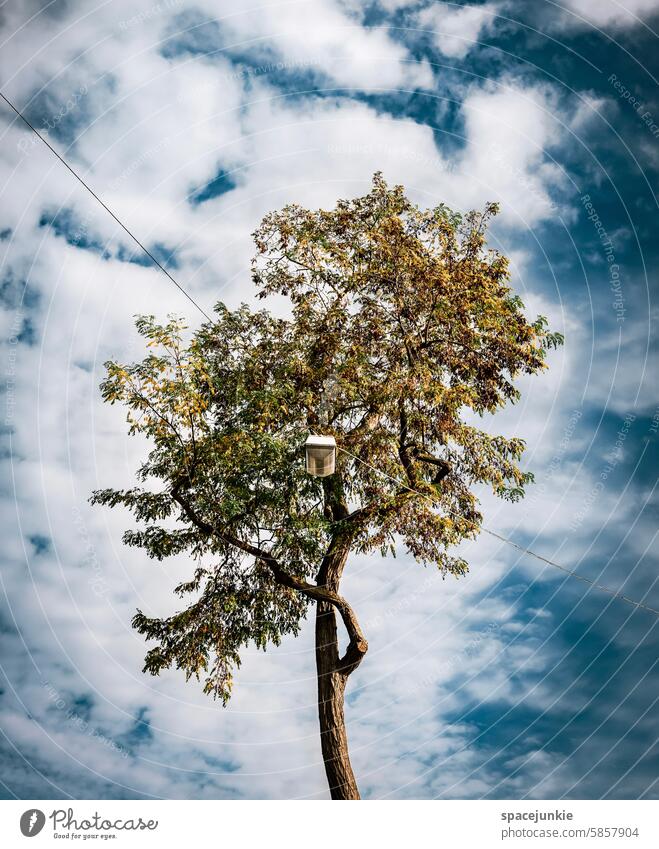 Stadtbaum Baum Natur Außenaufnahme Umwelt Herbst Wald Landschaft Menschenleer Tag Pflanze natürlich grün Blatt Sonnenlicht Lampe Laterne