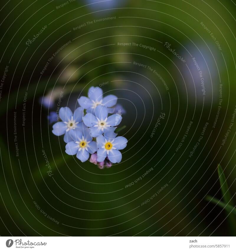 Mein allerletztes Lieblingsthema | Abschiedsblumen Blume Pflanzen Blumen Blumen und Pflanzen Natur Nahaufnahme Garten Blüte Frühling Sommer