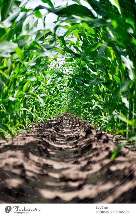 mitten im Maisfeld Landwirtschaft Maisanbau Nutzpflanze Ackerbau Feld grün Wachstum Pflanze Ernte Natur grüne Blätter im Wind wehen Erde Muttererde Maiskolben