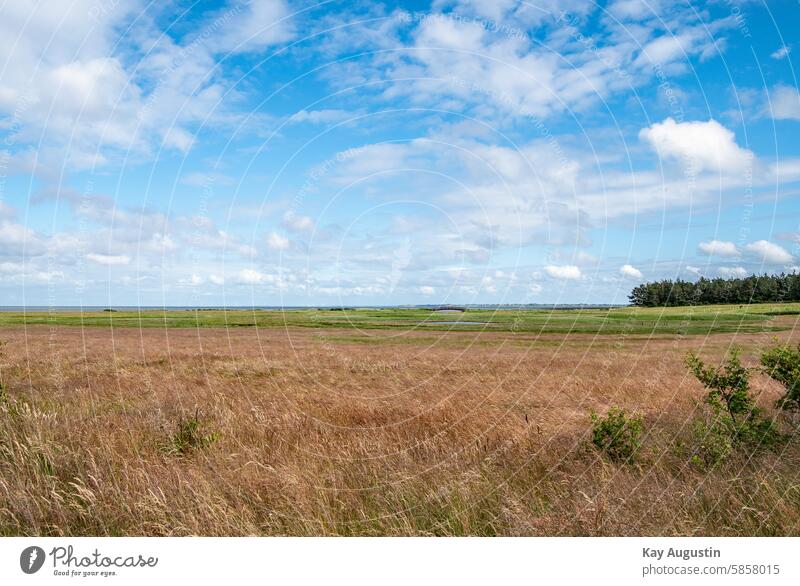 Salzgraswiesenblick Sylt Lügenbrücke Farbfoto Außenaufnahme Nordseeküste Insel Sylt Schleswig-Holstein Deutschland Nationalpark Vogelschutzgebiet