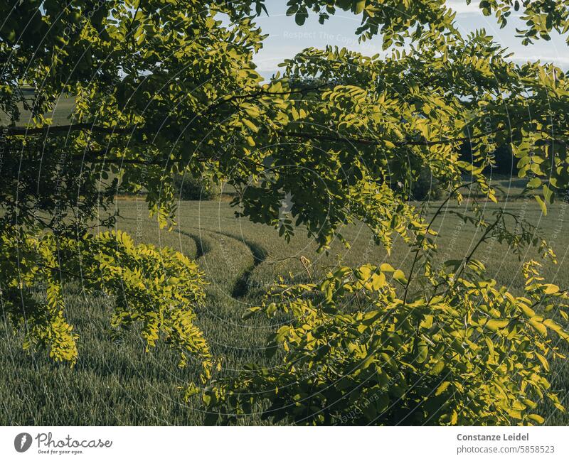 Blick durch Äste auf Spuren im Getreidefeld Linien Acker Feld Ackerbau Landwirtschaft Kornfeld Sommer Landschaft Ernährung säen einsäen Spuren hinterlassen