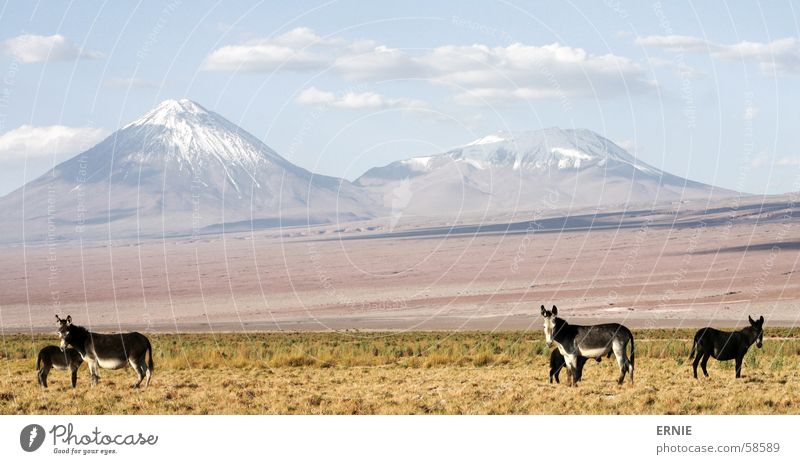 eMule illegal ? Chile San Pedro de Atacama Salar de Atacama Tier Wolken Gras Ferien & Urlaub & Reisen ladnschaft Vulkan Himmel landscape