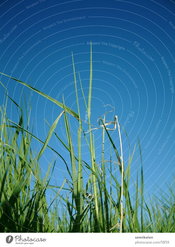 summerfeeling Gras grün Hochformat Halm Himmel blau Makroaufnahme Bodenbelag