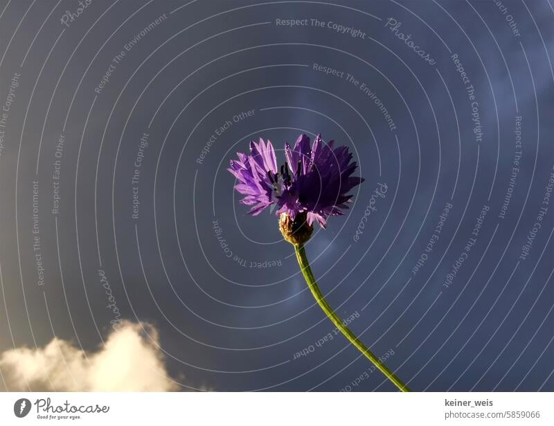 Die einsame Blüte des Klee vor düsteren Gewitterwolken Blume dunkel Himmel Kleeblüte lila Pflanze Außenaufnahme Farbfoto Wiese Natur Nahaufnahme