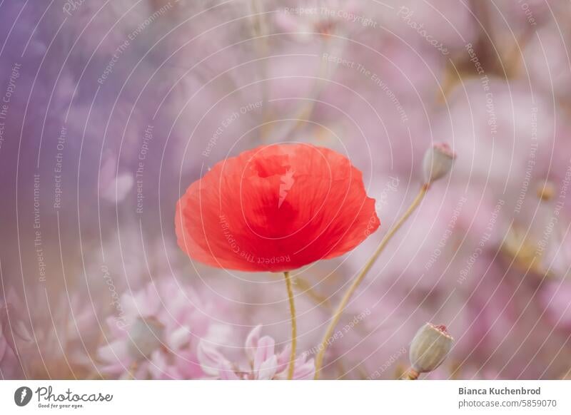 Mohnblume im verträumten Look mit rosa und lila Farbkleksen außen herum. Mohnblüte mohnblumen Blume Natur Sommer Pflanze rot Blüte Außenaufnahme Farbfoto Wiese