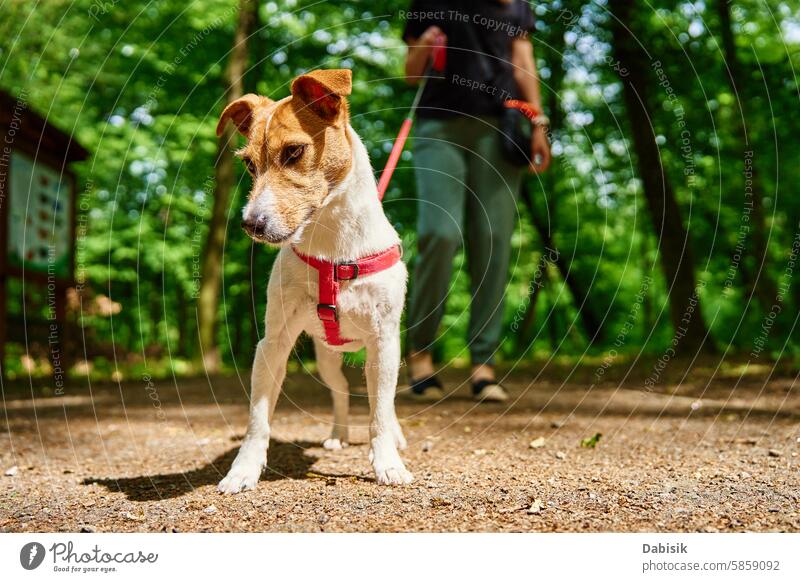 Frau geht mit Hund im Park spazieren laufen Tier Besitzer Spaziergang Haustier anleinen Sitter Terrier Gehorsam Gehhilfe Wald Bekleidung Natur Straße