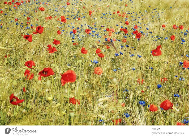 Tupferparty Landschaft Sonnenlicht Mohnfeld Klatschmohn Blumenmeer Mohnblüte Blüte viele natürlich intensiv Wachstum Licht Blühend Feld Gras Tag Menschenleer