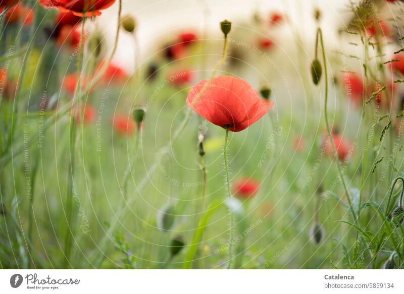 Mohn  und noch mehr Mohn Grün schön Orange verblühen Jahreszeit Tageslicht Garten Flora Natur Blütenblätter Blume Pflanze Klatschmohn