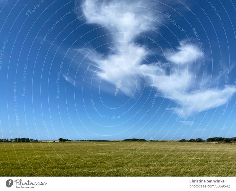 ausgefranst | Wolken im Sommerwind Landschaft Natur blauer Himmel Wiese Schönwetterwolken schönes Wetter Gras Feld ländliche Umgebung auf dem Land idyllisch