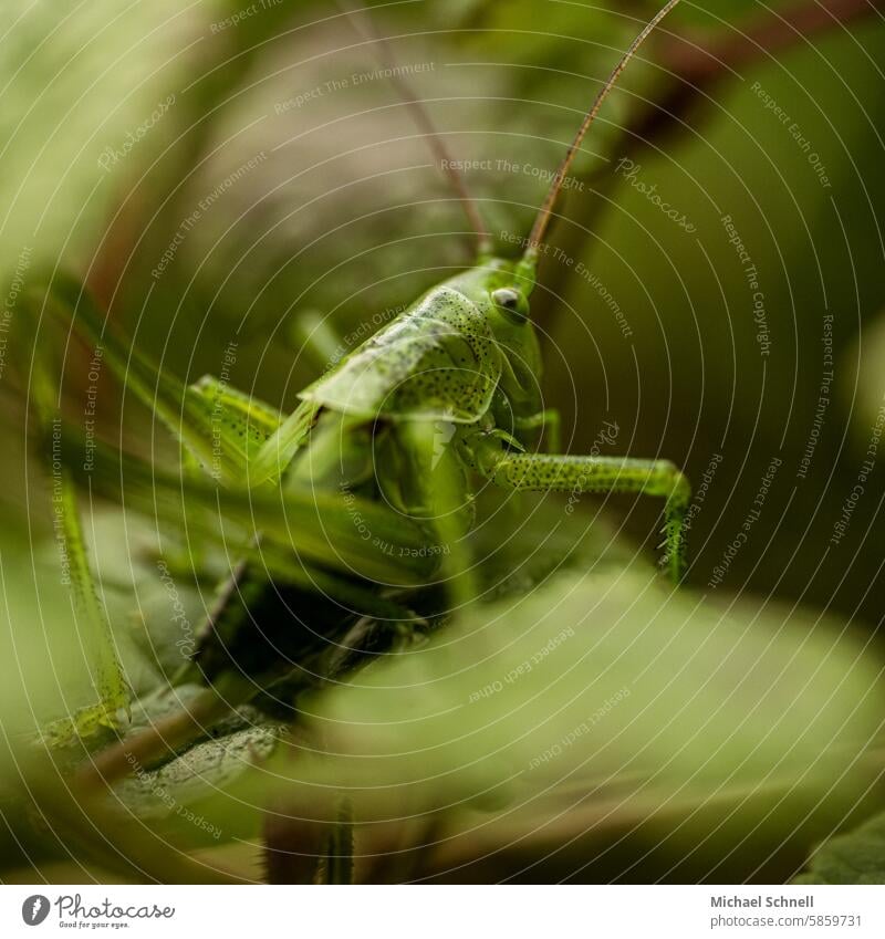 Grashüpfer Schwache Tiefenschärfe Makroaufnahme Nahaufnahme Farbfoto springen Wachsamkeit Vorsicht achtsam Kraft natürlich klein 1 Insekt Heuschrecke Tier