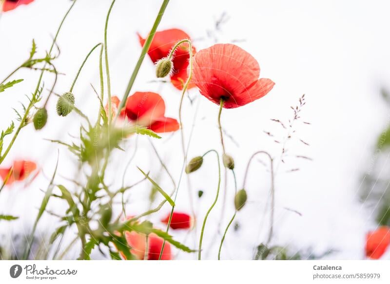 Mohn blüht Klatschmohn Pflanze Blume Blüte Blütenblätter Natur Flora Garten Tag Tageslicht Jahreszeit blühen verblühen Orange schön Grün