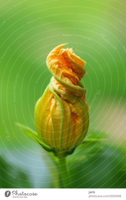 Zucchini Blüte Zucchiniblüte Gemüse Lebensmittel Bioprodukte Ernährung Vegetarische Ernährung Gesundheit frisch Gesunde Ernährung Essen natürlich Garten