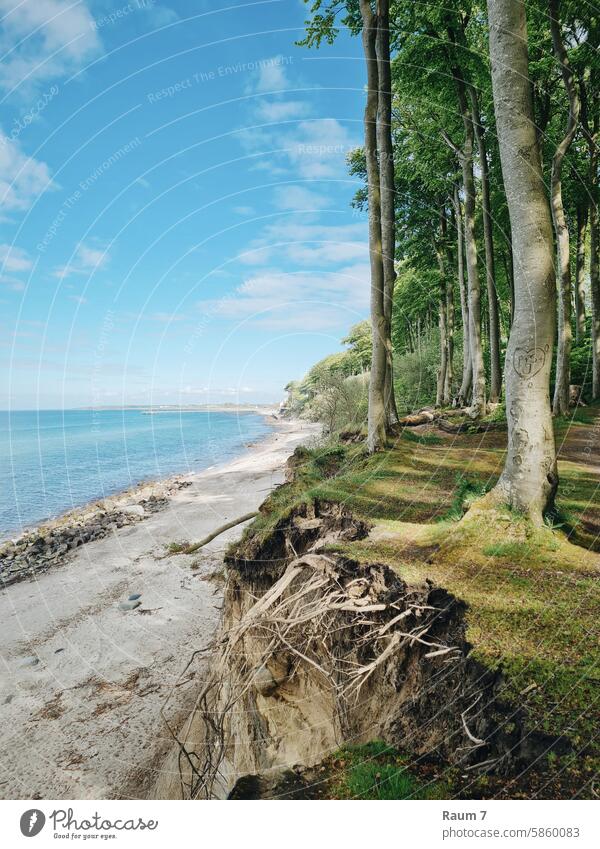 Steilklippe Ostseeküste Klippe Küstenwald Mecklenburg-Vorpommern meckpomm Frühling Sonnenschein Meer Gespensterwald Nienhagen Urlaub Natur Landschaft Reise