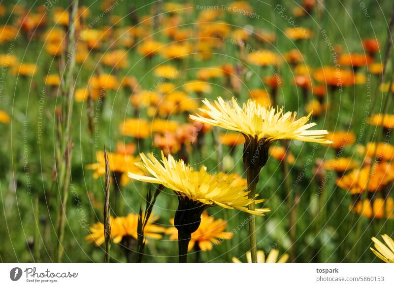 Blumenwiese Sommer natürlich Garten Blüte natürliches Licht Farbfoto blühende Blumen natürliche Farbe Blühend Blütezeit Blütenblätter Romantik Natur Wiese gelb