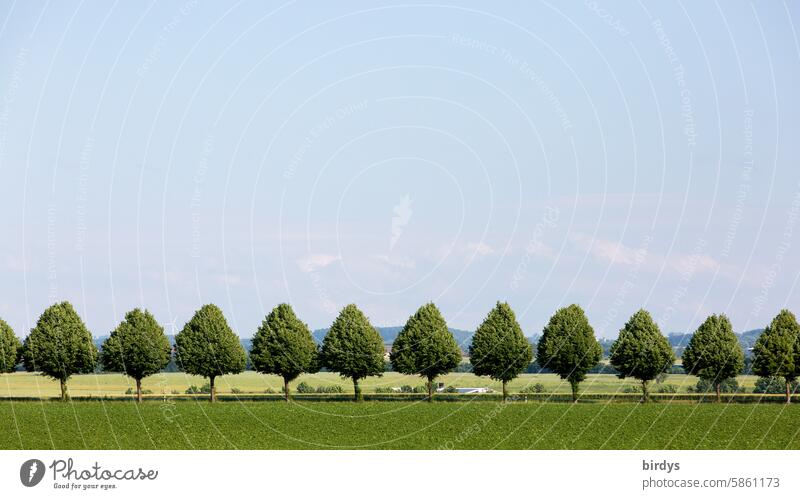 Seitenansicht einer Allee mit Linden. Baumreihe Landschaft Lindenallee ländliche Szene Horizont Feld Sommer In einer Reihe Himmel Bäume