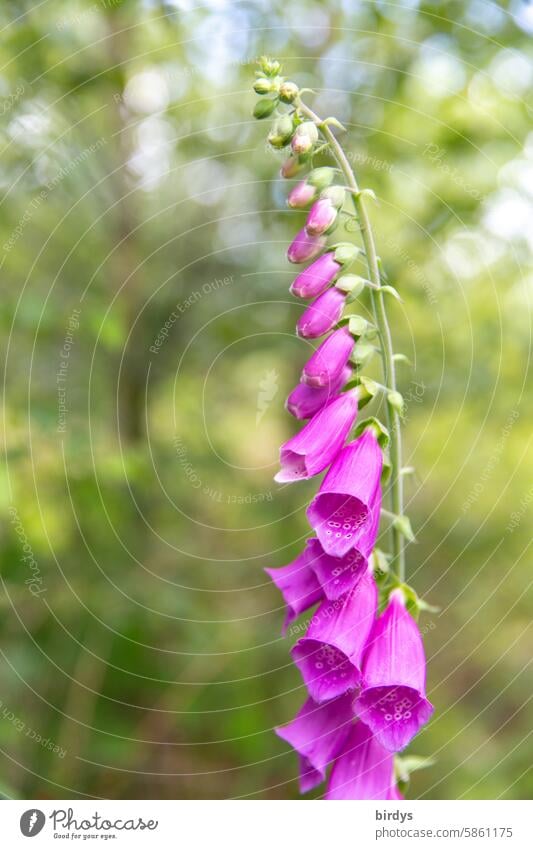 roter Fingerhut, Digitalis Blütenstand giftig Sommer Wildpflanze Giftpflanze rosa Blühend Nahaufnahme Digitalis purpurea