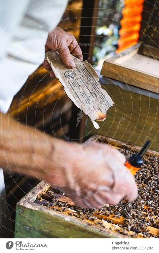 Imker räuchert den Bienenstock honig imker bienen honigwabe gold gelb hand insekt holzrahmen wachs bienenvolk bienenstock imkerei feuer rauch räuchern