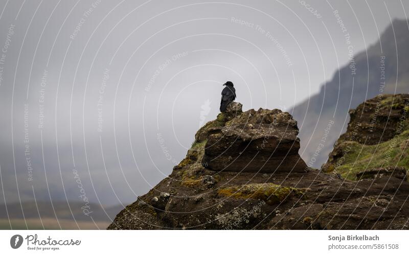 Schöne Aussicht Landschaft Island Krähe Rabe isländisch Vogel schwarz Tier Natur Schnabel Tierwelt wild Himmel Rabenvögel Feder Lava Felsen Nebel Südisland