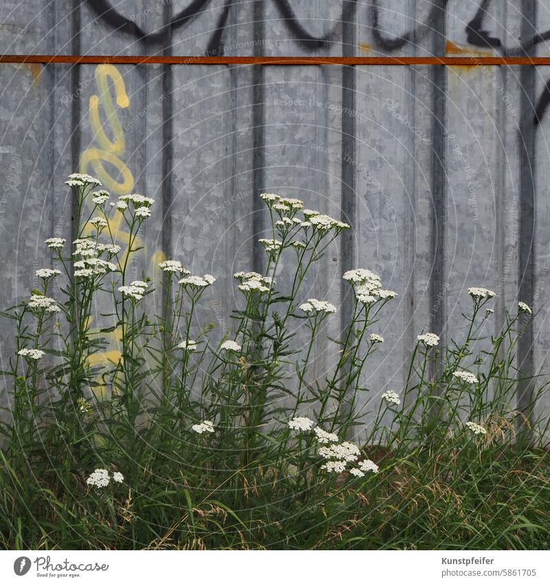 Robuste weiße Sommerblumen erobern sich das Land vorm Baucontainer. Blumen Pflanzen robust urban Container Natur unkraut blühen wachsen robuste Natur Grün