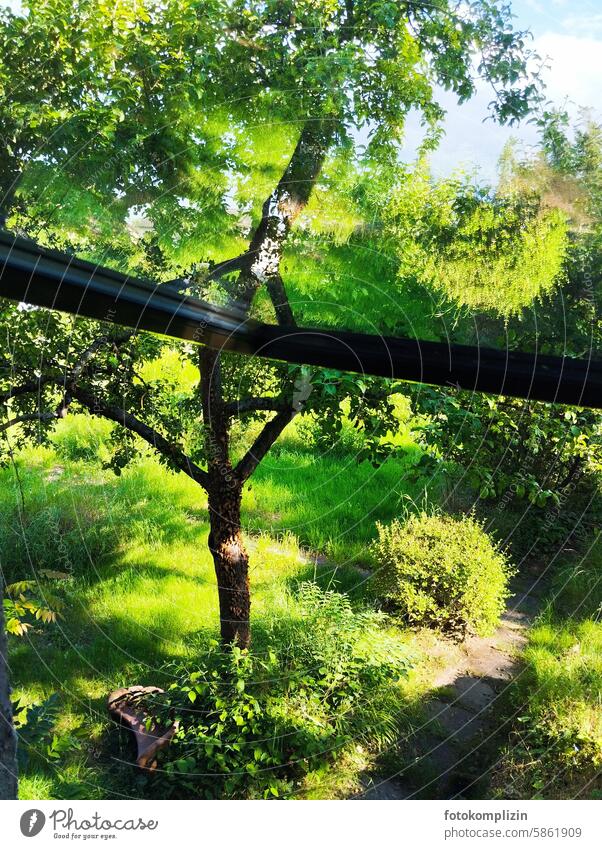 Baumspiegelung im Fenster grün Licht Spiegelung Sommertag spiegeln Garten Ausblick Aussicht ins Grüne Sommermorgen Blick ins Grüne frisch traumhaft leuchtend