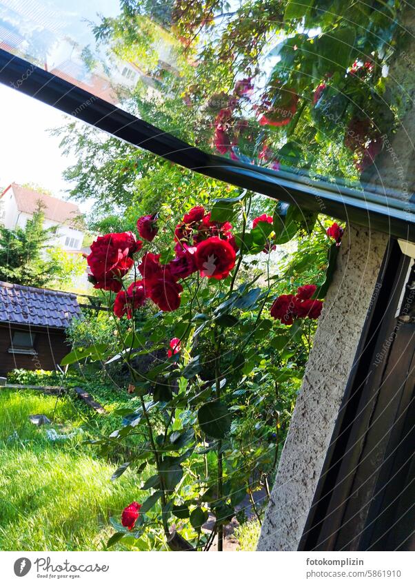 Rosenstrauch am Fenster Aussicht Garten Natur Gartenpflanzen grün rot Rosenblüte Schwingfenster wachsen Rosengarten zugewachsen zuwachsen Blume Fensterscheibe