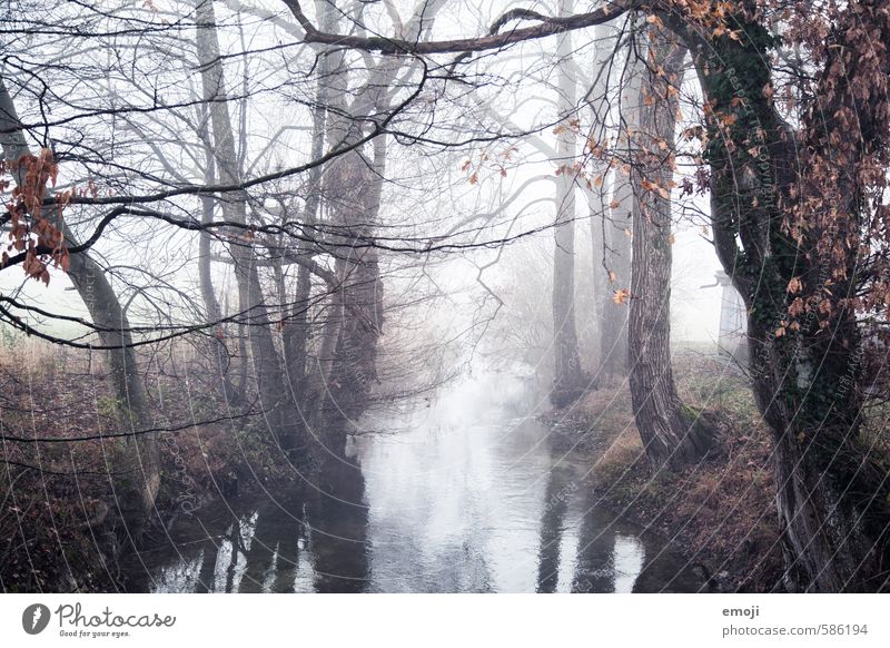 fall Umwelt Natur Landschaft Herbst schlechtes Wetter Nebel Baum Bach Fluss dunkel gruselig grau Farbfoto Gedeckte Farben Außenaufnahme Menschenleer Tag