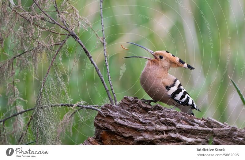 Wiedehopf auf einem Stück Holz in einem grünen Wald hockend Vogel Natur Tierwelt gehockt Laubwerk Federn lange Rechnung im Freien Schnabel Streifen Kamm wach