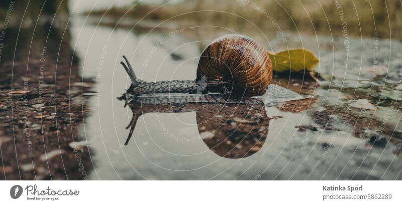 Weinbergschnecke nach Regen im Wasser Schnecke Spiegelung Pfütze nass Regenwetter Reflexion & Spiegelung Wetter schlechtes Wetter Straße Außenaufnahme feucht