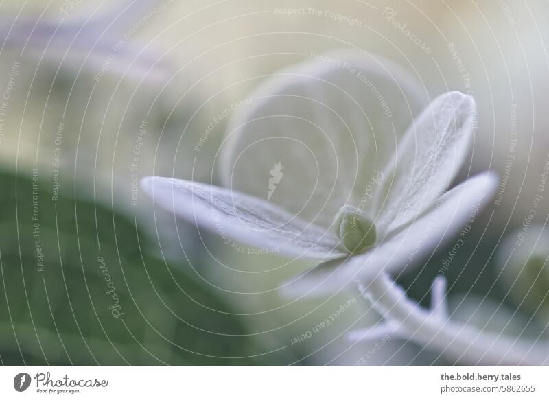 Hortensienblüte weiß Blüte Pflanze Nahaufnahme Blume Farbfoto Detailaufnahme Natur Blühend Außenaufnahme Garten Makroaufnahme Schwache Tiefenschärfe