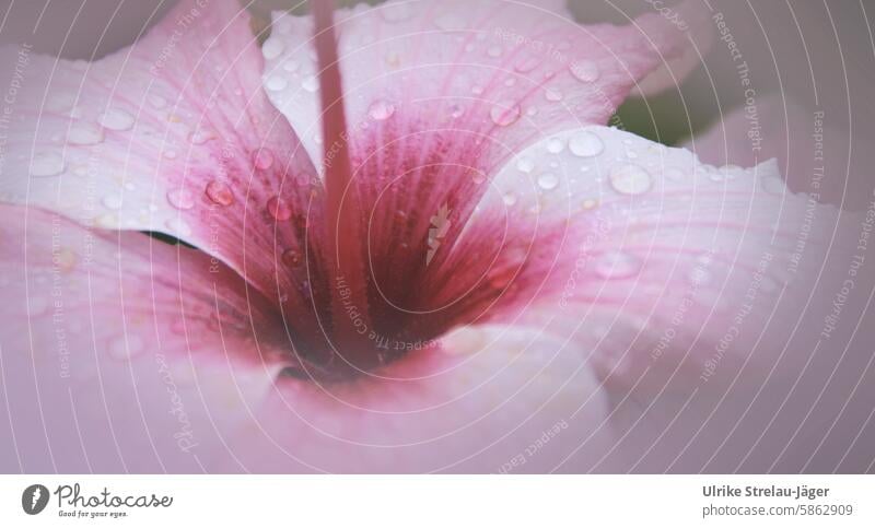 Hibiskus | rosa Blüte mit Regentropfen pink Blume Garten Pflanze Sommer blühen blühend geöffnet nass zart Detailaufnahme natürlich Nahaufnahme Blütenstempel