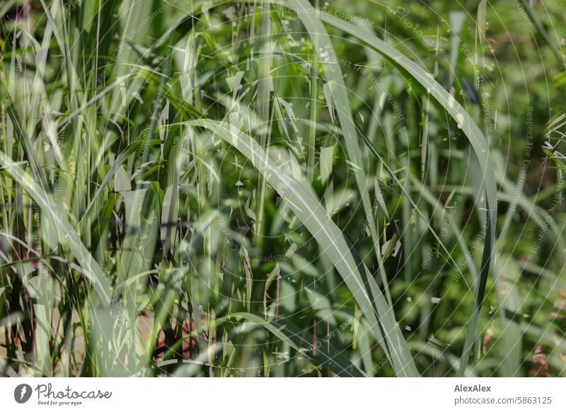 [HH Schregatour24] Doppelbelichtung von einem Busch aus Schilf Schrebergarten Pflanzen Erholung Idylle Ecke Natur erholung ruhe menschenleer kleingarten