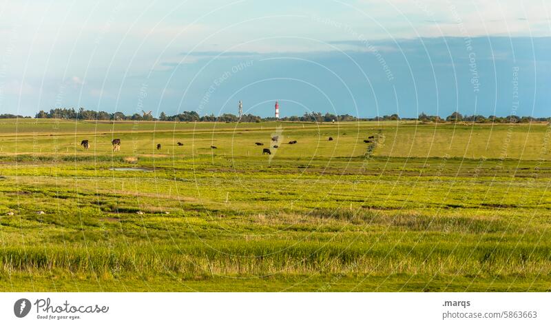 Im Norden Leuchtturm Himmel Wiese Natur Ferien & Urlaub & Reisen rot Horizont Landschaft Sehenswürdigkeit Sommerurlaub Ferne Schönes Wetter Nordsee Wolken