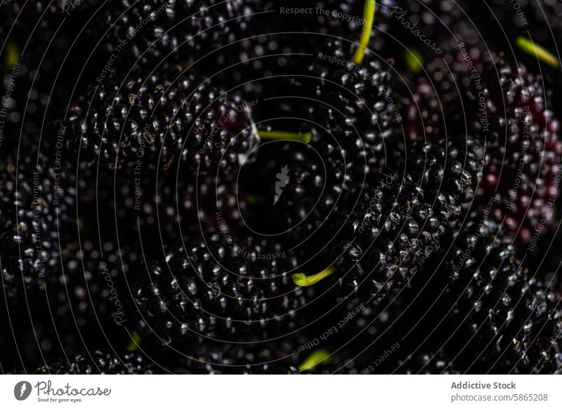 Nahaufnahme von frischen, dunklen Maulbeeren bei natürlicher Beleuchtung Frucht schwarz reif glänzend Samen Textur Beeren Gesundheit saftig Ernährung
