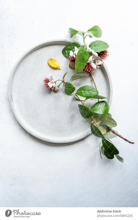 Minimalistisches Feijoa-Display auf einem zeitgenössisch gedeckten Tisch feijoa Tabelleneinstellung minimalistisch Blatt Blume Frucht Keramik Teller rund