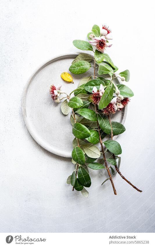 Elegantes Feijoa-Tischset mit Blumen und Blättern Einstellung feijoa Blatt Ast Keramik Teller Textur Hintergrund weiß elegant künstlerisch Dekor Draufsicht