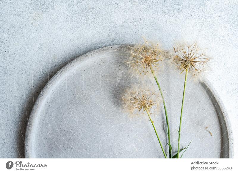 Löwenzahnsamen auf strukturiertem grauem Hintergrund in minimalem Stil Samen texturiert Beton sehr wenige Gelassenheit Innenbereich Blume Natur Einfachheit