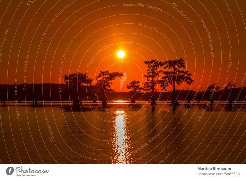 Silhouetten von Zypressen im Wasser des Caddo Lake. Texas orange Caddo-See Sonnenuntergang Kajakfahren Caddo Lake State Park Landschaft Sumpfgebiet im Freien