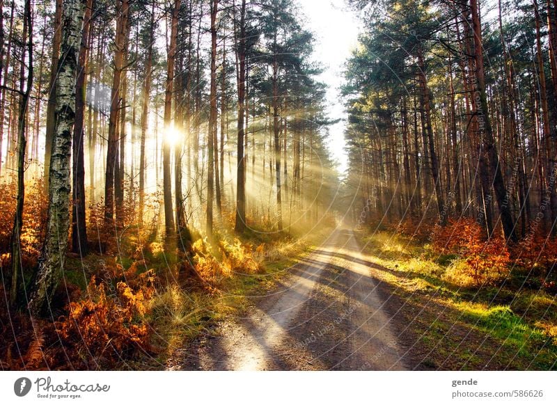 Sonnenstrahlen über dem Weg Umwelt Natur Landschaft Pflanze Erde Sonnenlicht Herbst Klima Wetter Schönes Wetter Baum Gras Sträucher Moos Blatt Grünpflanze