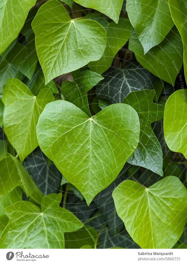 Grünes Herz 💚 Natur Efeu Form Liebe Symbol