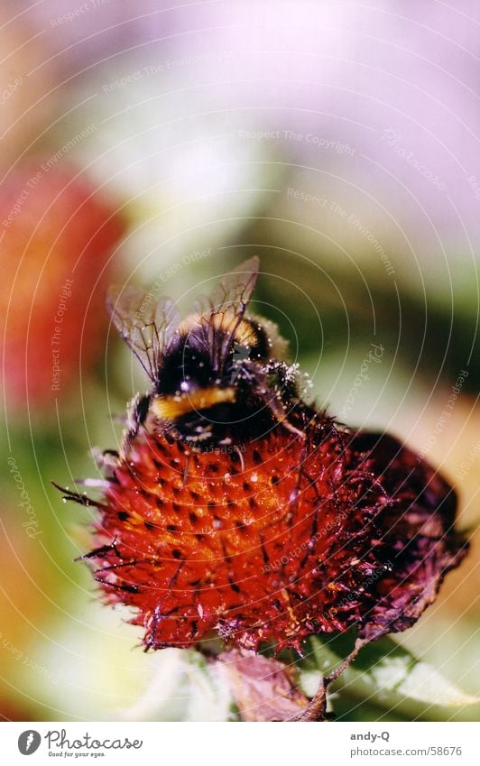 Hummel Summ Summ Biene Insekt Blüte Blume Frühling Sommer Wiese Blumenwiese Staubfäden Honig Tier mehrfarbig Fröhlichkeit rot schwarz gelb Summen süß Flügel