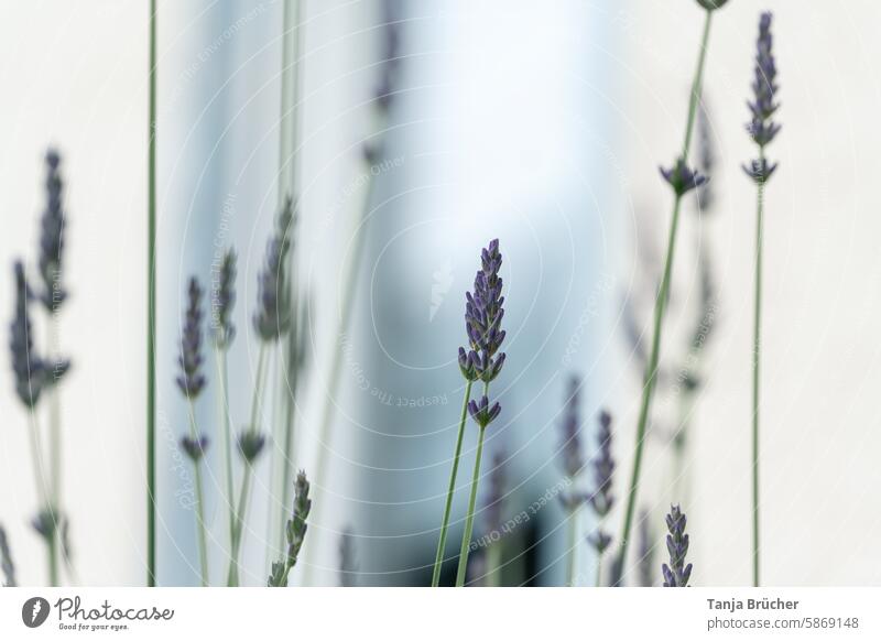 Lavendel vor einer Hauswand Lavendelstrauch violett Heilpflanzen Duftpflanze Lavendelduft Kraut lila duften blühen Stängel schön Halme Stengel lang mehrere